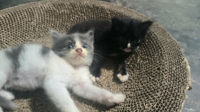 Mèo  Ragdoll lai Anh lông ngắn 