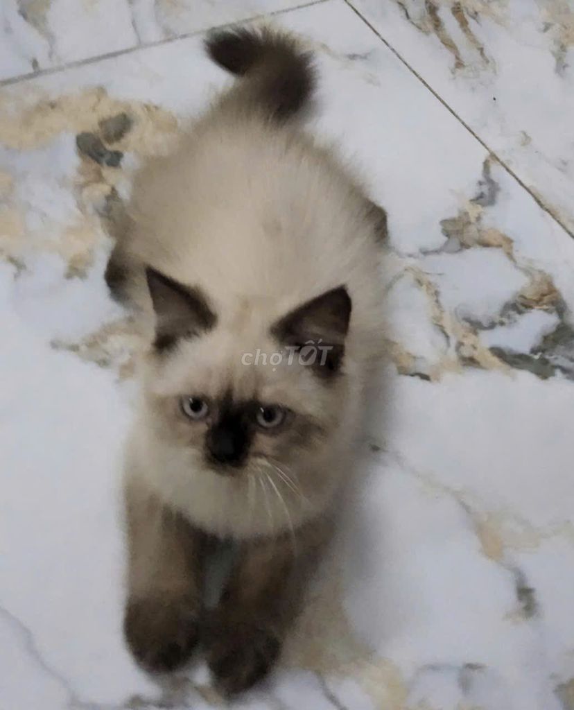 Mèo Himalaya Đực Lông Dài Màu Kem. Mua bán Mèo tại Quận 12 Tp Hồ Chí Minh được đăng bởi Trần Hải Uyên hình 1