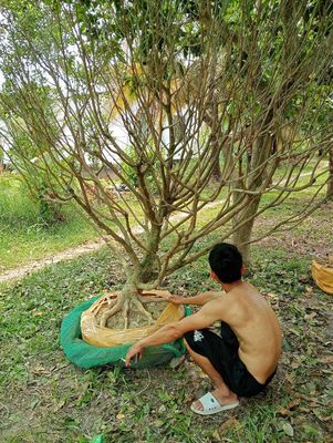 Mai tàng 1 cốt hoành 50. Mua bán Cây cảnh, đồ trang trí tại Huyện Tháp Mười Đồng Tháp được đăng bởi Minh Hồ
