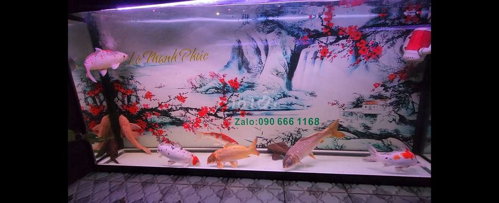 Cá Koi Nhật F1 Lớn. Mua bán Thú cưng khác tại Quận Bình Tân Tp Hồ Chí Minh được đăng bởi Lê Mạnh Phúc hình 1