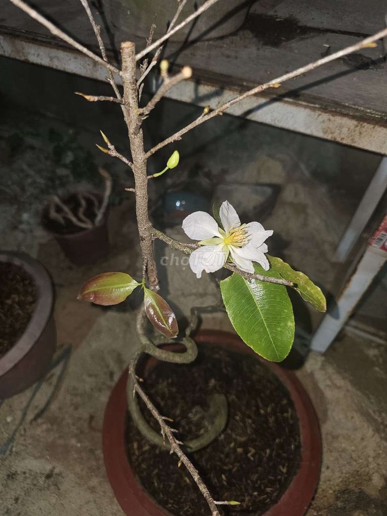 Mai trắng nguyên zin