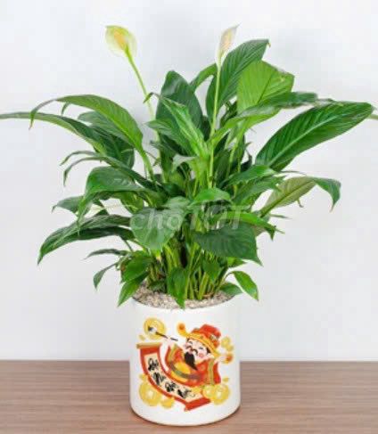 Cho thuê phòng trọ giá rẻ tại phường Tân Sơn (P. 15, Tân Bình cũ)