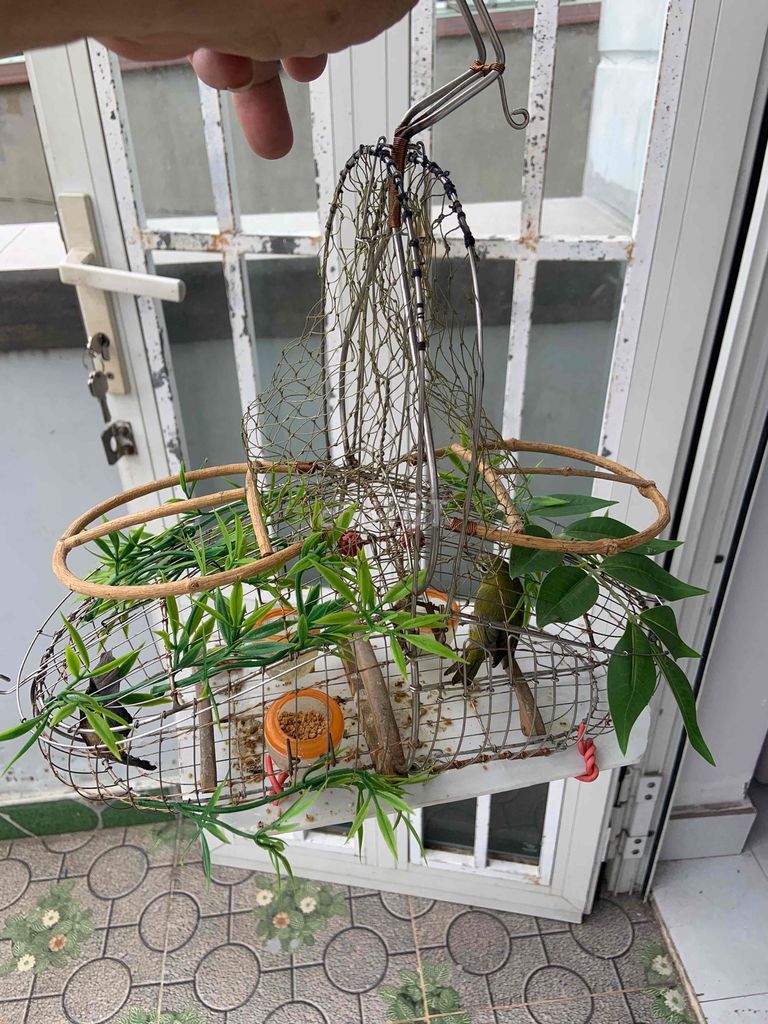 Lồng bẫy chim khuyên Inox. Mua bán Phụ kiện, Thức ăn, Dịch vụ tại Quận 12 Tp Hồ Chí Minh được đăng bởi Thanh tran hình 1