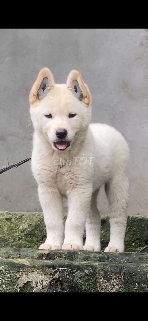 Chó đực màu trắng. Mua bán Chó tại Thành phố Thủ Đức Tp Hồ Chí Minh được đăng bởi cho H mong hình 1