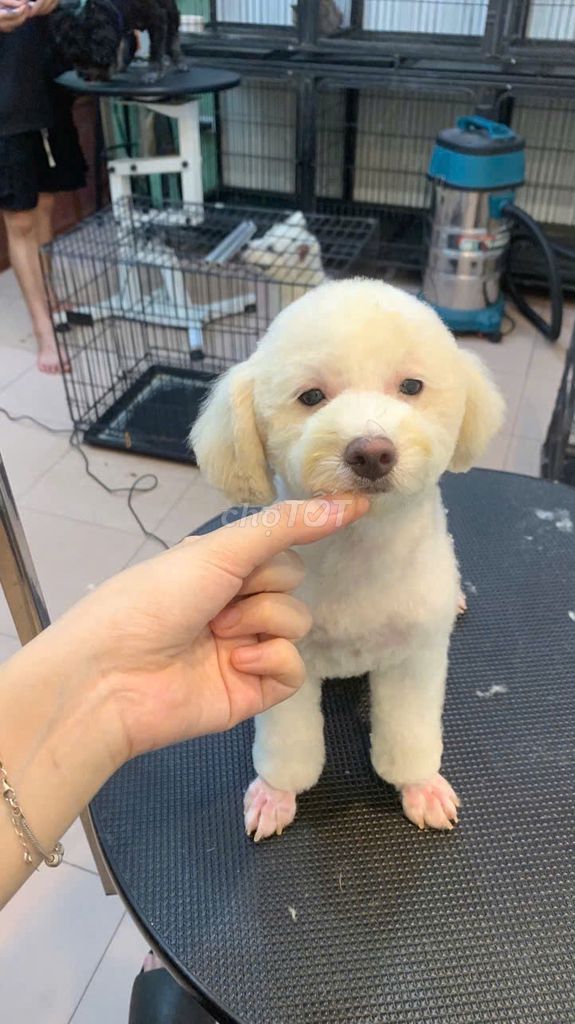 Chó Poodle trắng 7 tháng. Mua bán Chó tại Quận Long Biên Hà Nội được đăng bởi Nguyễn Huyền Ly hình 1