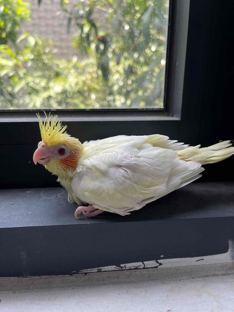 Vẹt Cockatiel non khả năng trống cao. Mua bán Chim tại Quận Sơn Trà Đà Nẵng được đăng bởi Vu Nguyen hình 1