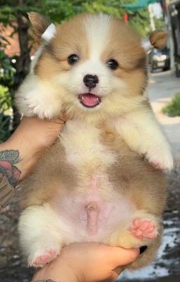 Chó Corgi vàng trắng khỏe mạnh