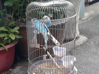 chim yến-phụng-đẹp-6051. Mua bán Chim tại Quận Gò Vấp Tp Hồ Chí Minh được đăng bởi eshop thành