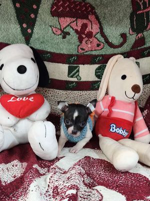 Chó Chihuahua đực bò sữa lông ngắn