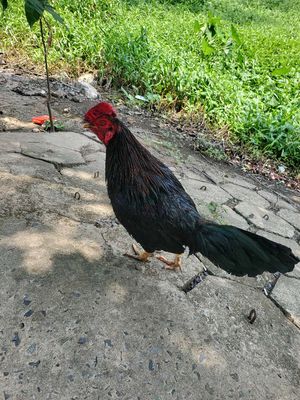 gà giáp mỹ 1x mới xong ,bị tang cũng phê. Mua bán Gà tại Thành phố Thủ Đức Tp Hồ Chí Minh được đăng bởi Dang Thanh Son