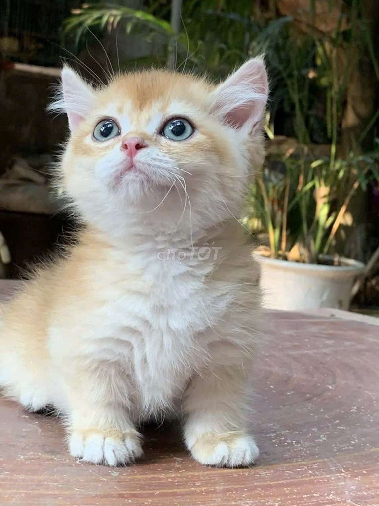 Mèo Munchkin đực đã tiêm. Mua bán Mèo tại Quận Thanh Khê Đà Nẵng được đăng bởi Tiên Tiên hình 1