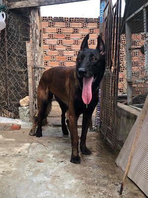 Malinoi dòng chó nghiệp vụ thuần chủng Size đại. Mua bán Chó tại Huyện Xuân Lộc Đồng Nai được đăng bởi 0901.322.113