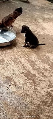 Chó cỏ lai becgie. Mua bán Chó tại Thị xã Phú Mỹ Bà Rịa - Vũng Tàu được đăng bởi Huy Phan