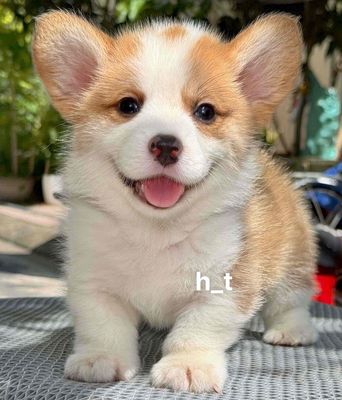 Chó Corgi Vàng trắng Đã tiêm, tẩy giun