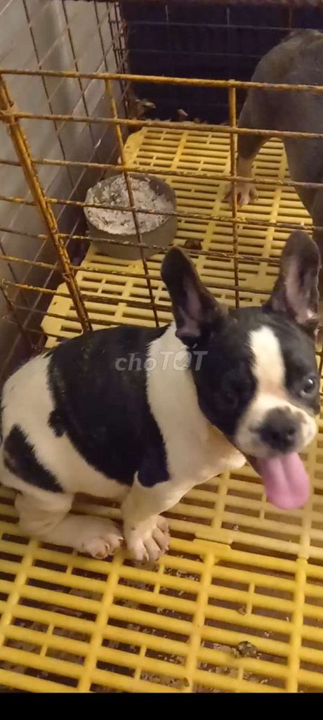 Chó Bull Pháp đực 3 tháng đã tiêm. Mua bán Chó tại Thành phố Thủ Dầu Một Bình Dương được đăng bởi Gia An hình 1