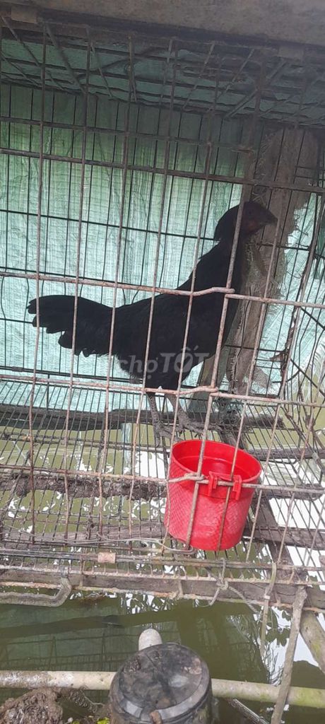 Gà Mỹ lai 1.8kg 5 tháng màu Đen. Mua bán Gà tại Huyện Cái Bè Tiền Giang được đăng bởi Minh Nhut hình 1