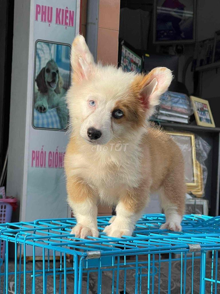 Corgi Fly