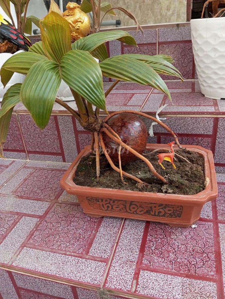 Dừa bonsai