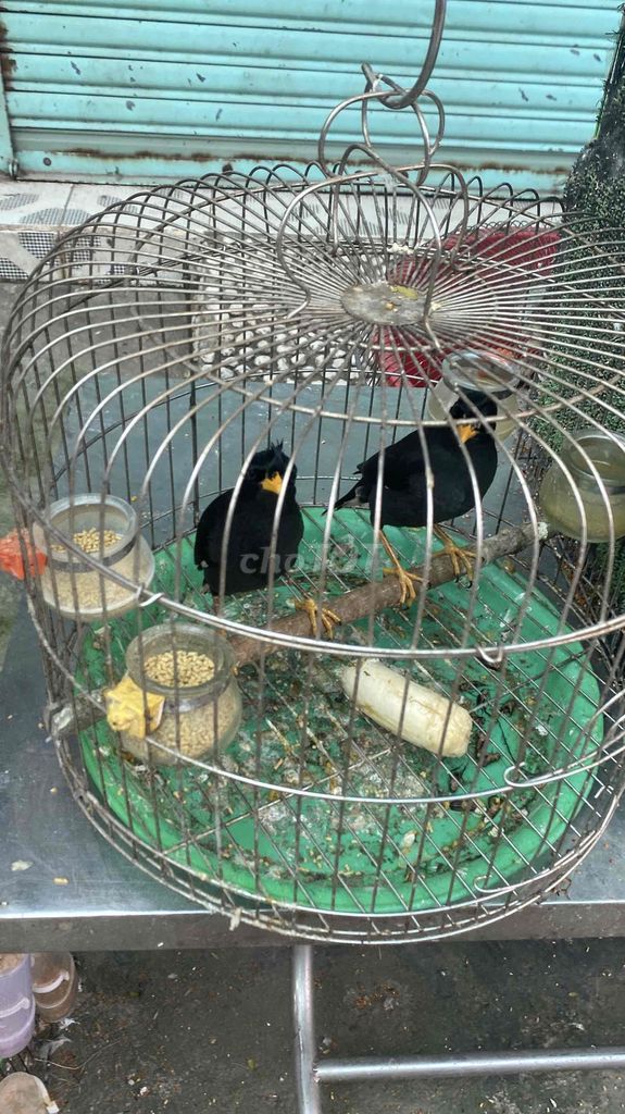 Chim Sáo đen hay sáo trâu. Mua bán Chim tại Quận 12 Tp Hồ Chí Minh được đăng bởi đinh tuân hình 1