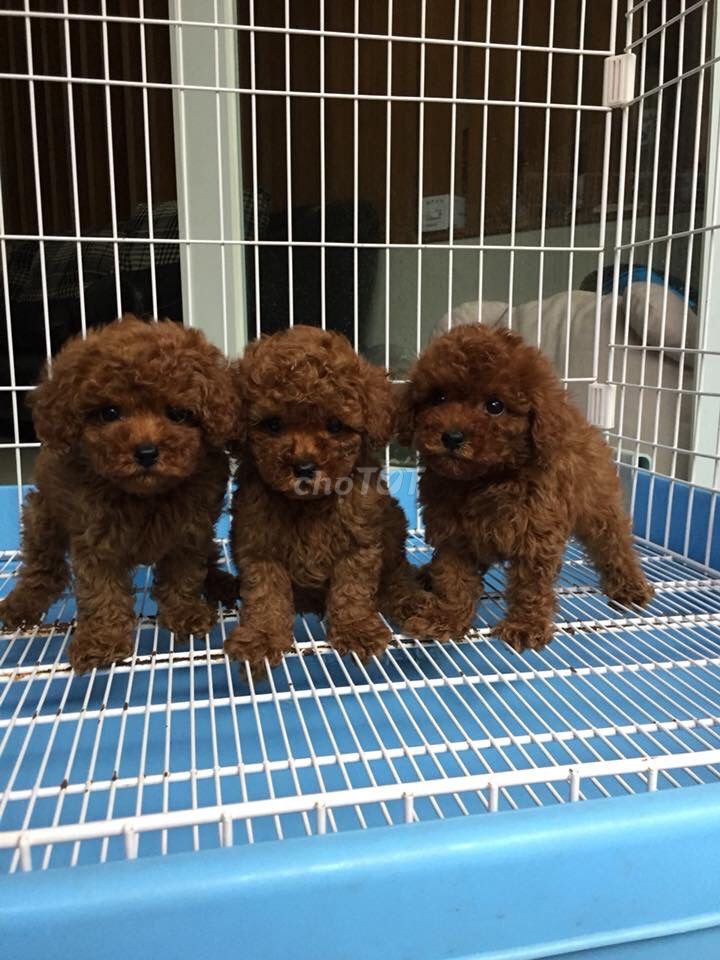 0976628408 - Chó Poodle thuần chủng nhà đẻ! Ship tận nhà!