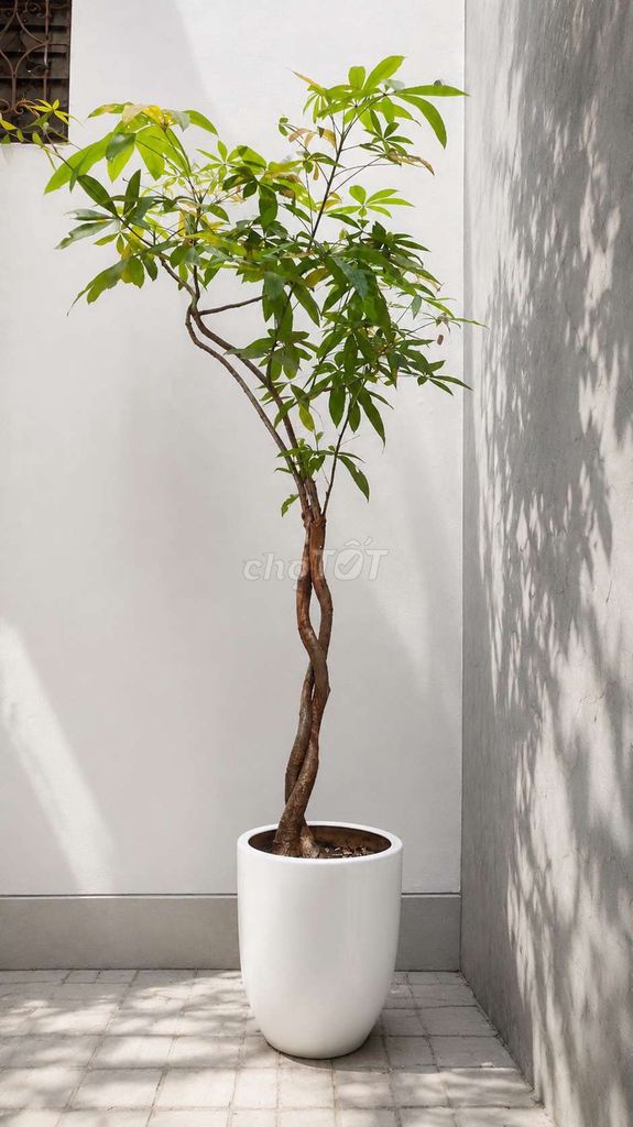 Cây cảnh Kim ngân 2.5m. Mua bán Cây cảnh, đồ trang trí tại Quận Hai Bà Trưng Hà Nội được đăng bởi Bảo Lâm hình 1