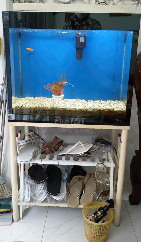 Hồ cá 50cm x 70cm chân sắt trắng. Mua bán Phụ kiện, Thức ăn, Dịch vụ tại Quận 10 Tp Hồ Chí Minh được đăng bởi Trần sọi hình 1
