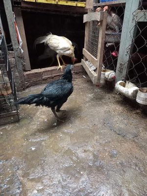 Mái peru black night 7 thang. Mua bán Gà tại Huyện Hóc Môn Tp Hồ Chí Minh được đăng bởi Nghị Ha