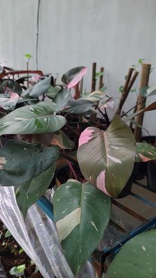 Monstera, hạc cam, anthurium, melano. Mua bán Cây cảnh, đồ trang trí tại Quận Cái Răng Cần Thơ được đăng bởi gia dụng rẻ 