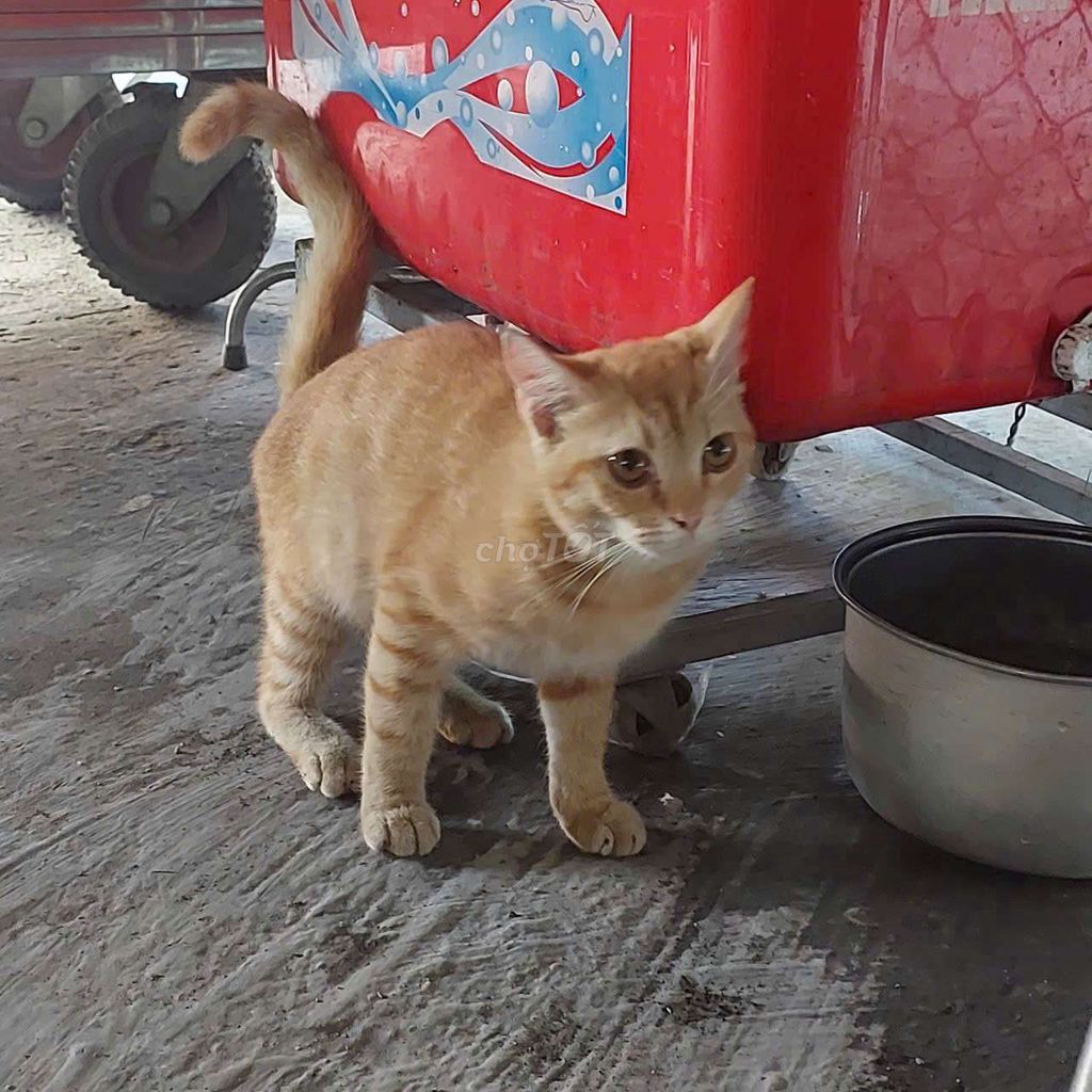 Tìm nhà cho bé mèo anh lông ngắn (đực  ). Mua bán Mèo tại Quận 12 Tp Hồ Chí Minh được đăng bởi Nguyễn Thị mai phương hình 4