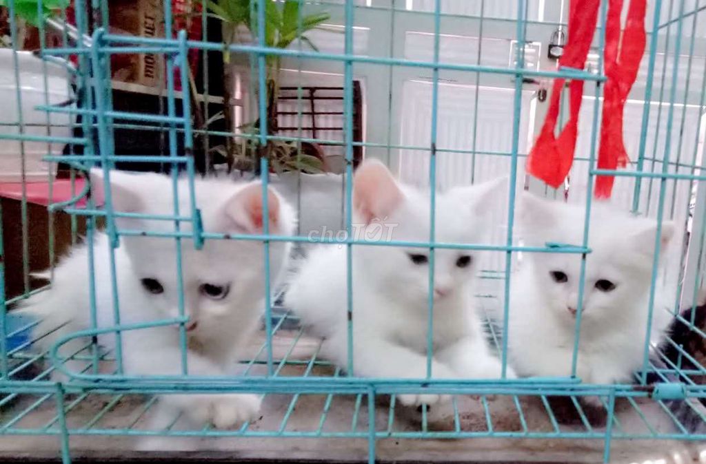 Mèo lông ngắn mắt xanh HÀ NỘI( MÀU TRẮNG ). Mua bán Mèo tại Quận Hoàng Mai Hà Nội được đăng bởi hà thành hình 1