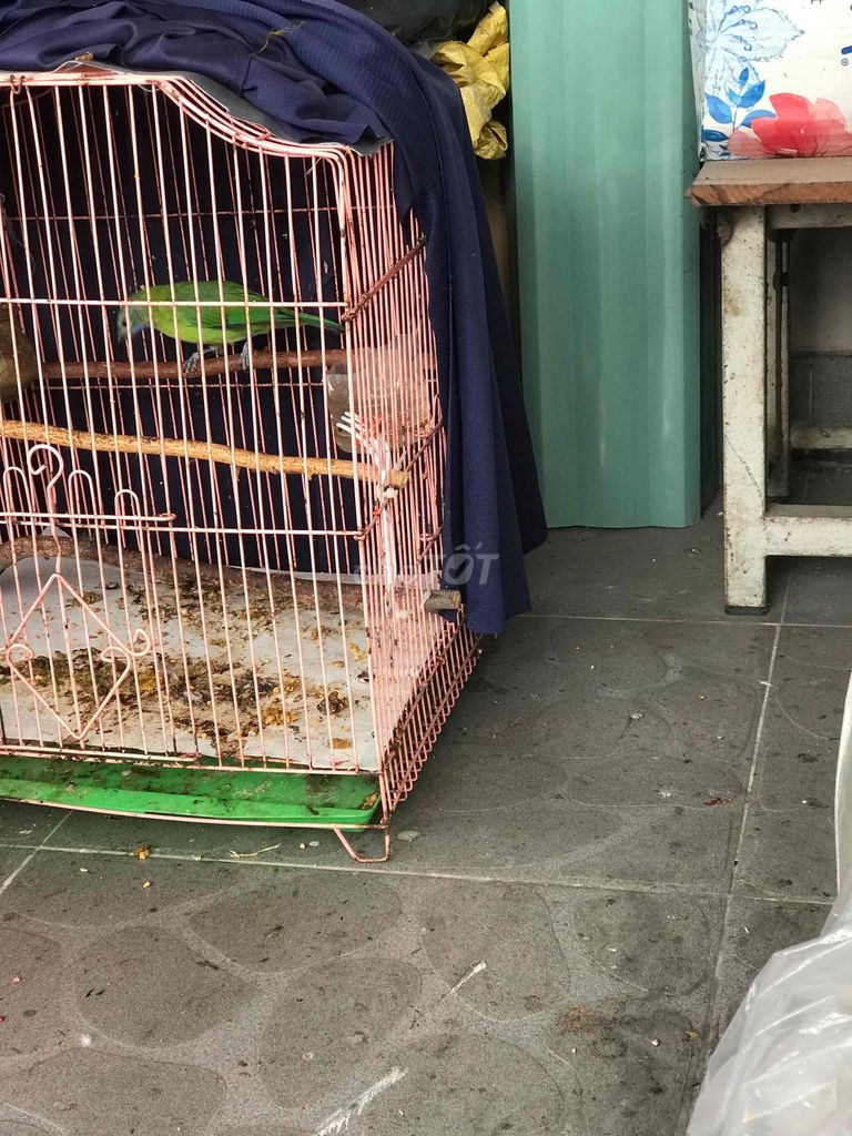 Chim Tước mái tàu Cái. Mua bán Chim tại Quận Gò Vấp Tp Hồ Chí Minh được đăng bởi ace mua goi nha hình 1