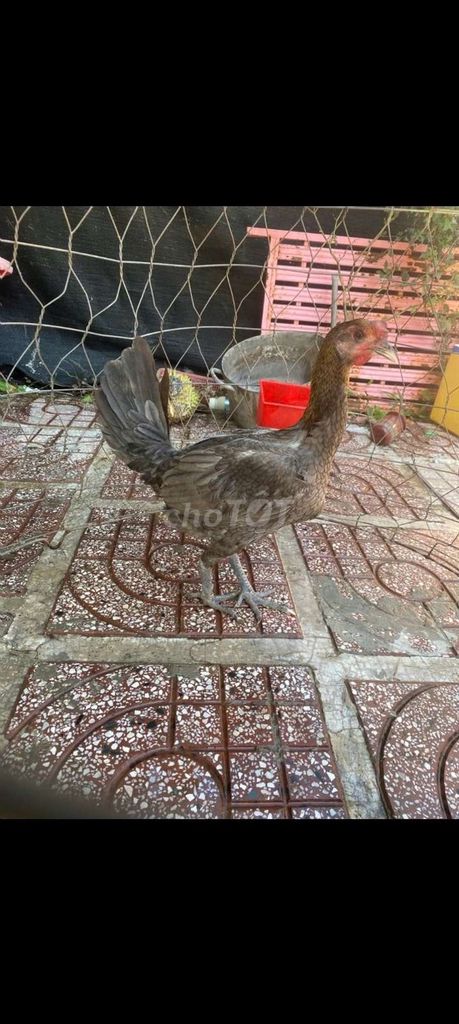 mái peru rặc ae nào có trống mỹ gl choi. Mua bán Gà tại Quận Ô Môn Cần Thơ được đăng bởi ga đá base hình 1