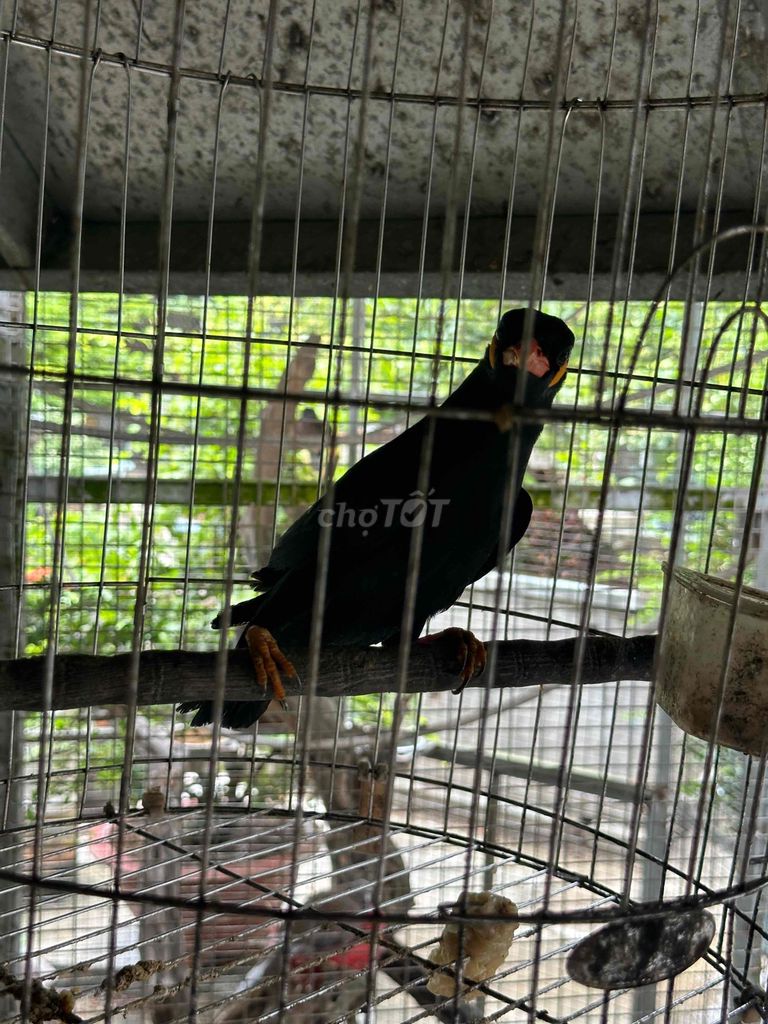 Chim sáo Đen 1 năm tuổi. Mua bán Chim tại Huyện Vũng Liêm Vĩnh Long được đăng bởi Nguyên hình 1