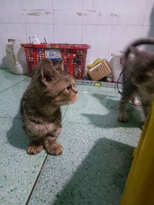 Mèo cái lùn sát đất. Mua bán Mèo tại Thành phố Thủ Dầu Một Bình Dương được đăng bởi Kiệt