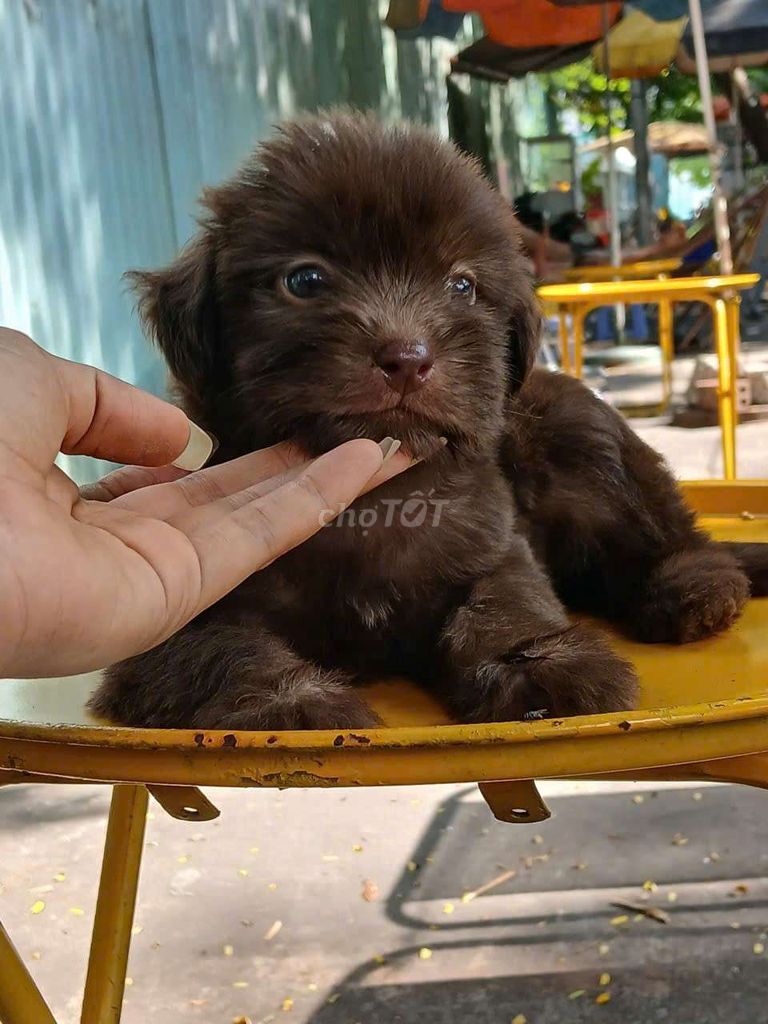 tìm nhà mới cho 4 bé. Mua bán Chó tại Quận Bình Tân Tp Hồ Chí Minh được đăng bởi Thiên Phúc Anh hình 1
