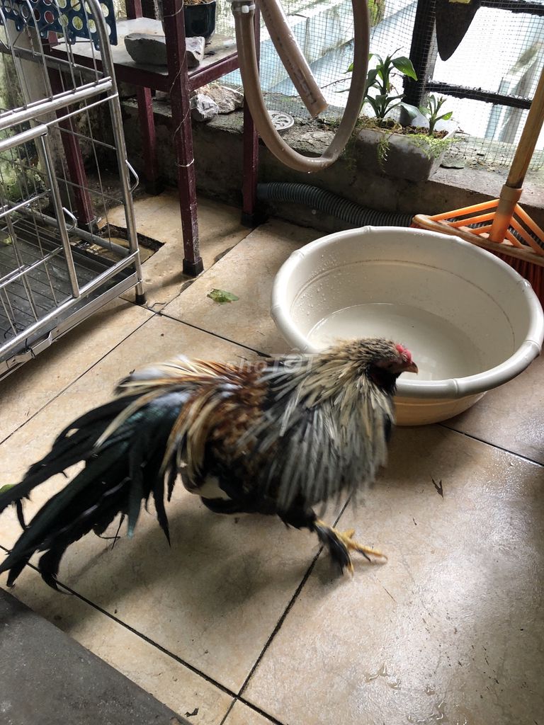 Gà tân châu chuối trắng, ngực đen, đuôi dài. Mua bán Gà tại Huyện Thanh Trì Hà Nội được đăng bởi Luong Chinh hình 1