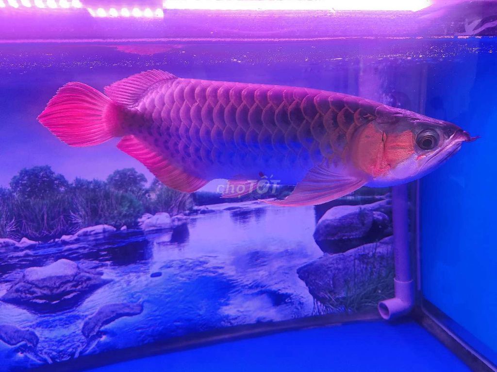 Cá Huyết Long Super Red INDO