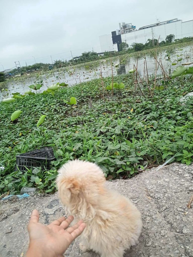 Chó Poodle vàng kem đã tiêm phòng. Mua bán Chó tại Thành phố Bắc Ninh Bắc Ninh được đăng bởi Nguyễn Thương hình 1
