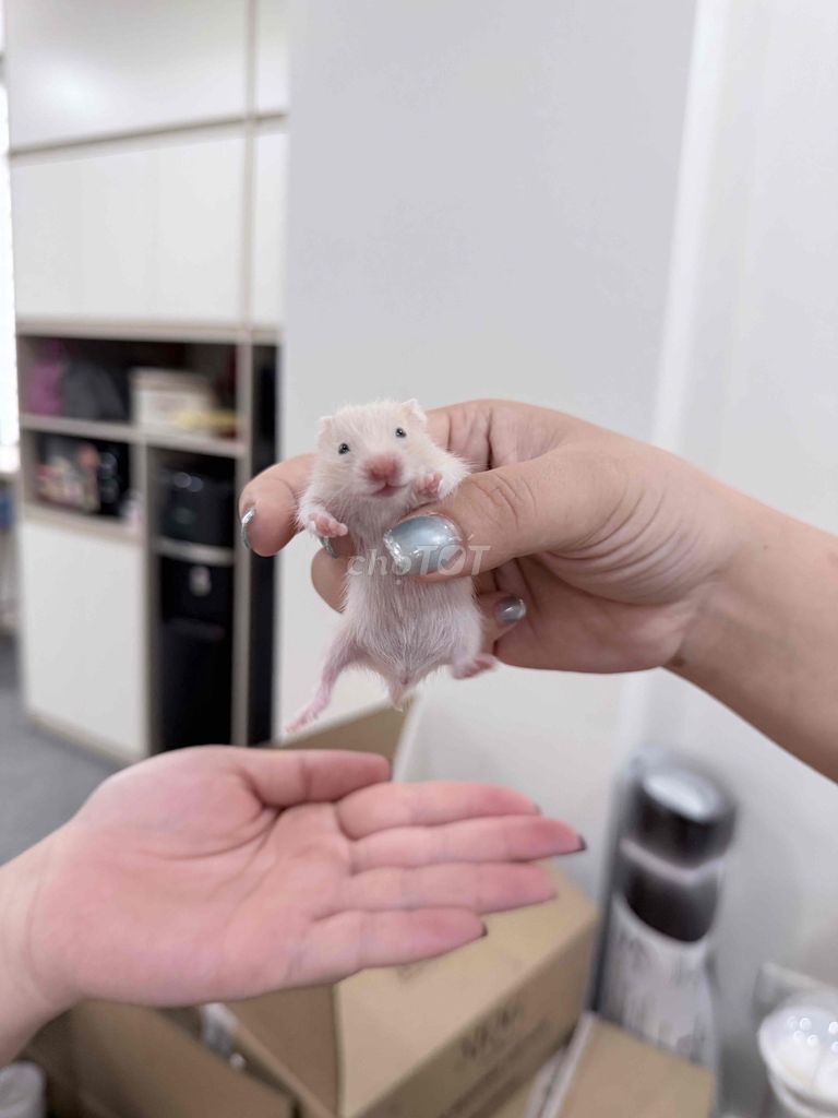 Chuột Hamster Trắng Vàng Khoẻ Mạnh. Mua bán Thú cưng khác tại Quận Đống Đa Hà Nội được đăng bởi quỳnh hình 1