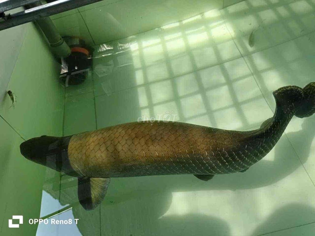 Cá hải tượng. Mua bán Thú cưng khác tại Huyện Tân Thạnh Long An được đăng bởi Phát Nguyễn hình 1