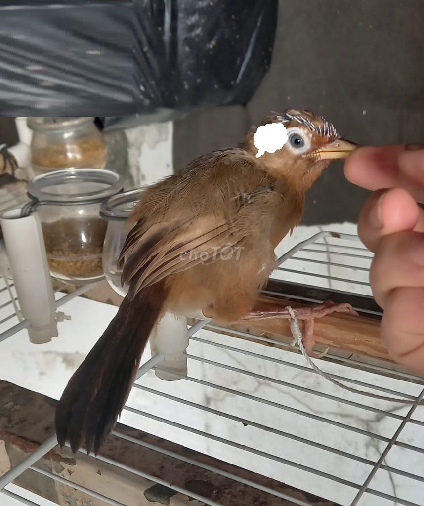 Chim HMi mái tơ thuần tay lồng trần. Mua bán Chim tại Quận 11 Tp Hồ Chí Minh được đăng bởi Thái hình 1
