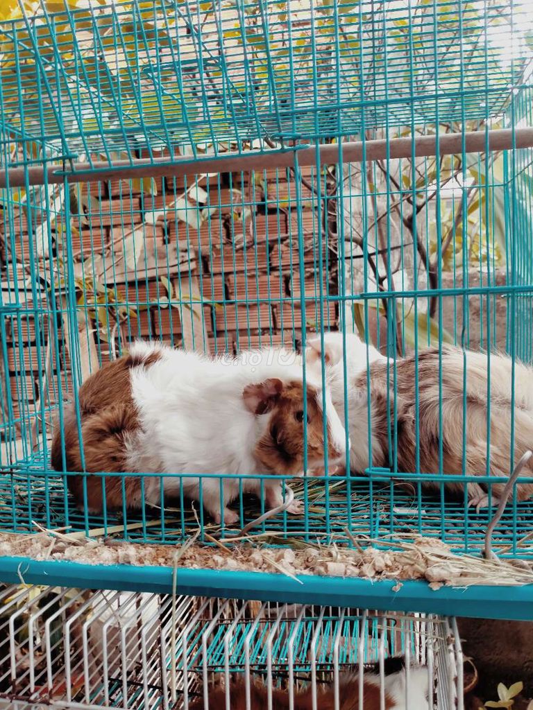 BỌ Ú aby XINH 🍀. Mua bán Thú cưng khác tại Thành phố Thủ Đức Tp Hồ Chí Minh được đăng bởi PET NHÀ VƯỜN hình 5