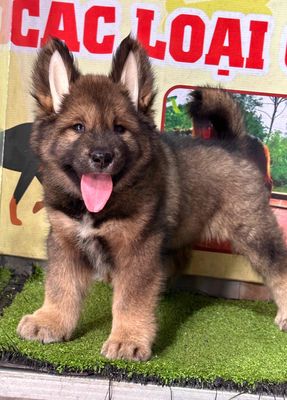 chó con. Mua bán Chó tại Huyện Trảng Bom Đồng Nai được đăng bởi Hương