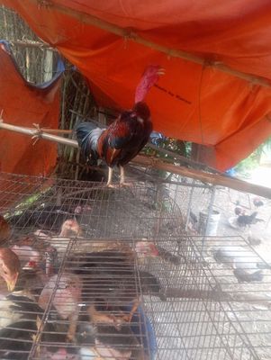 Gà mông cổ cần thanh lý gấp. Mua bán Gà tại Thành phố Thủ Dầu Một Bình Dương được đăng bởi Nguyễn Thiện