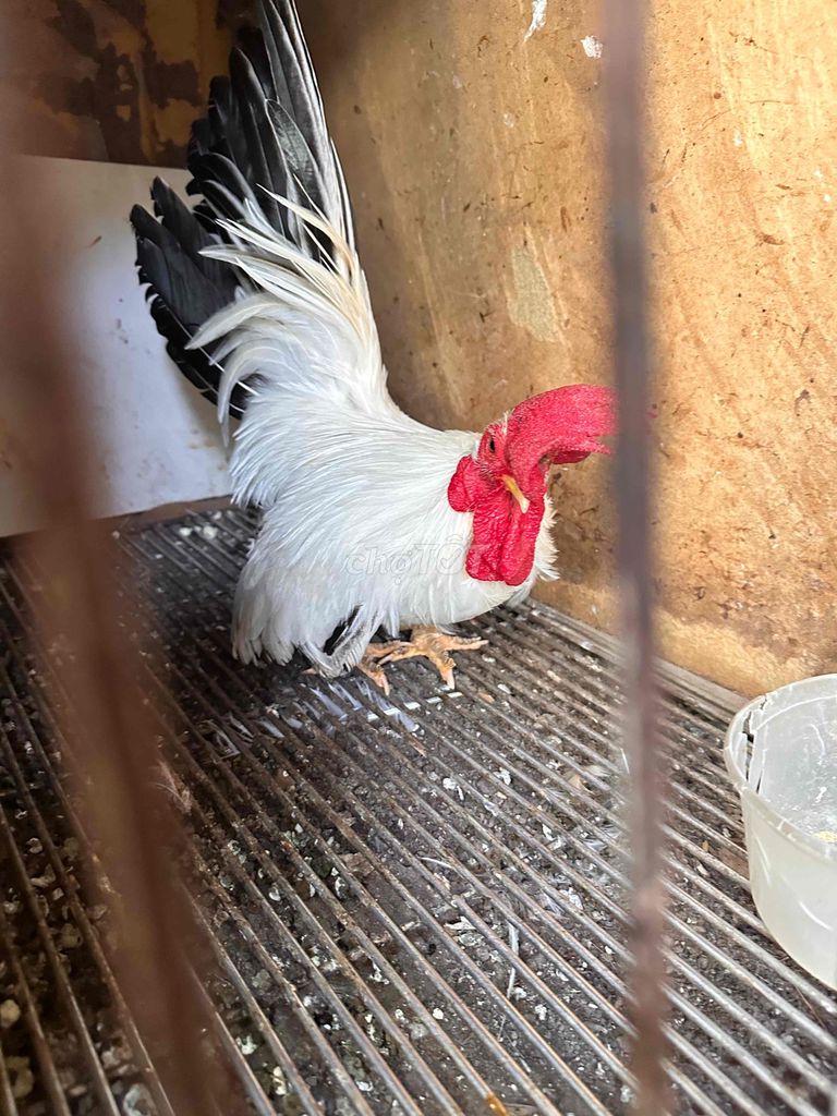 Gà cảnh 1 năm Trắng Đen Đỏ. Mua bán Gà tại Quận 12 Tp Hồ Chí Minh được đăng bởi Anh bảo hình 1