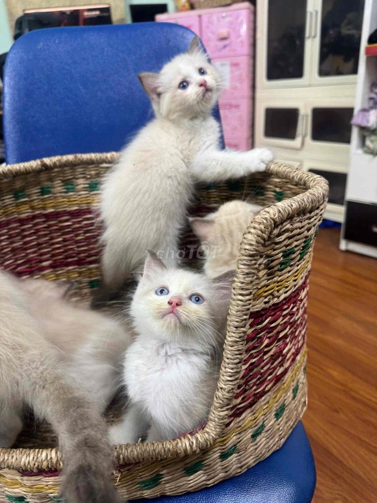 Mèo Ragdoll Trắng Cả hai. Mua bán Mèo tại Quận Thanh Xuân Hà Nội được đăng bởi Lê Việt hình 1