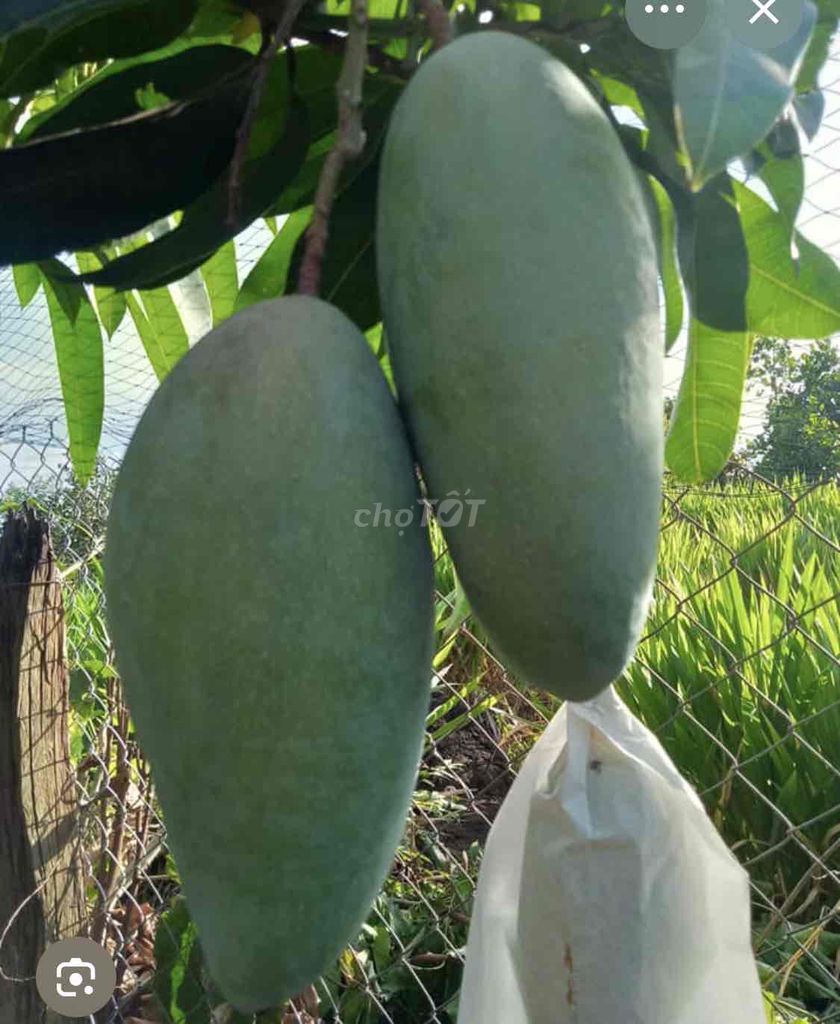 Cây giống Xoài Đài Loan 60cm. Mua bán Đồ chuyên dụng, Giống nuôi trồng tại Huyện Cái Bè Tiền Giang được đăng bởi Võ Minh Luân hình 1