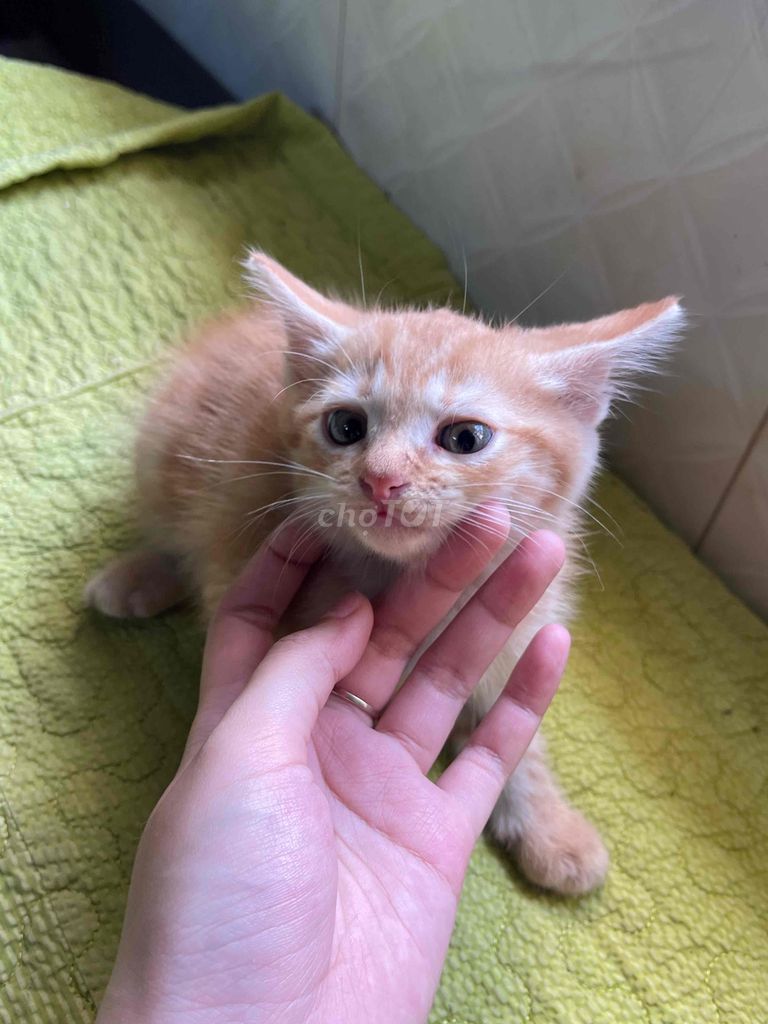 MÈO CON LAI ANH LÔNG DÀI 🐈