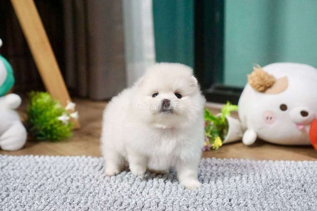 Phốc mini. Mua bán Chó tại Quận Hoàng Mai Hà Nội được đăng bởi Lê Khánh Vy hình 1