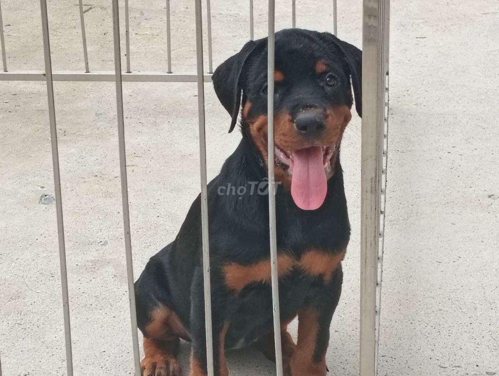 Chó Rottweiler Đen vàng Thuần chủng đã chích ngừa. Mua bán Chó tại Thành phố Dĩ An Bình Dương được đăng bởi Nhân Rottweiler  hình 1